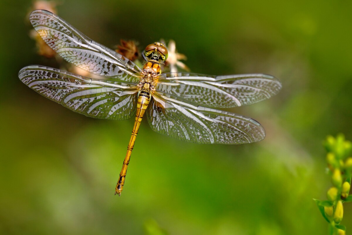 Download New Imaging Technique Reveals How Dragonfly Wings Tear Bacteria Apart For iPhone Free Wallpaper New Imaging Technique Reveals How Dragonfly Wings Tear Bacteria Apart Free