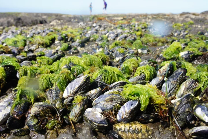 A new wet adhesive sticks to surfaces underwater by mimicking the proteins in mussel feet