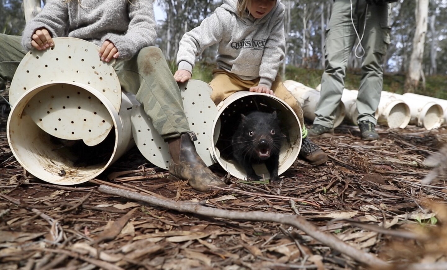 Tasmanian Devils Roam Mainland Australia For First Time In 3 000 Years