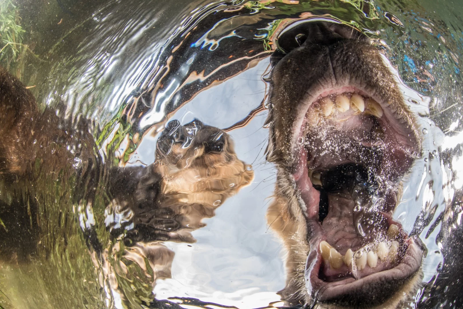 Commended, Category - Wide Angle. Young bear cubs examining an underwater camera