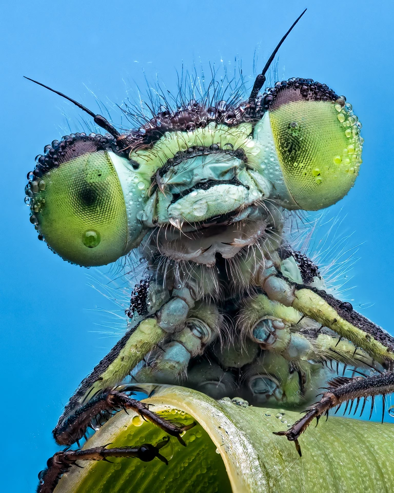 "Look into my eyes" – damselfly (suborder Zygoptera) by Peter Burford (UK)