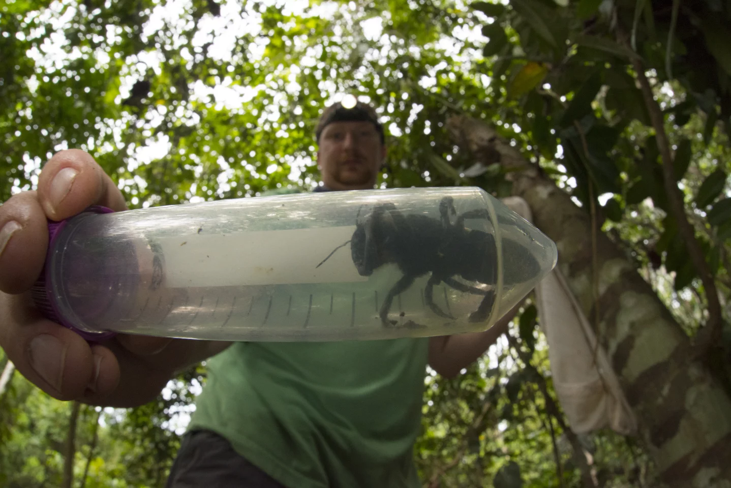 Entomologist Eli Wyman holds a specimen of the rediscovered Wallace's giant bee
