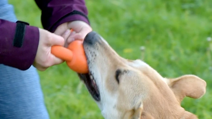 The longer Paww balls allow users to play tug with their dog
