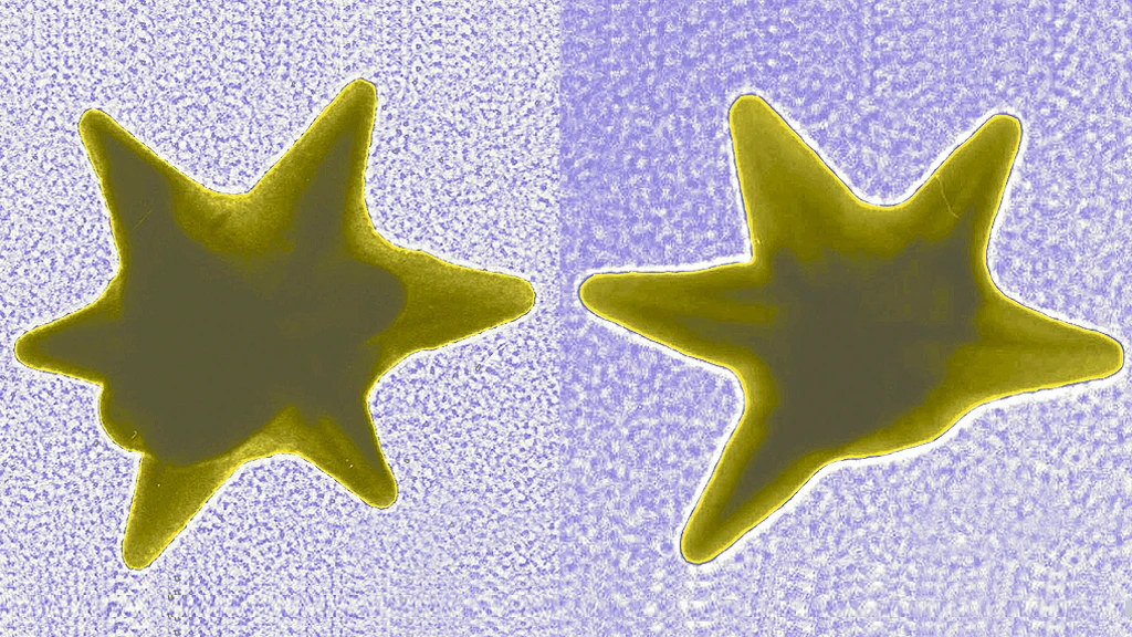 Gold nanostars like these are able to deliver drugs directly into the nucleus of cancer cells (Image: NIST)