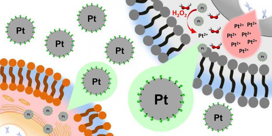 The platinum nanoparticles were found to stay non-oxidized and harmless in healthy cells (bottom left), but become oxidized and toxic only when they enter liver cancer cells (top right)