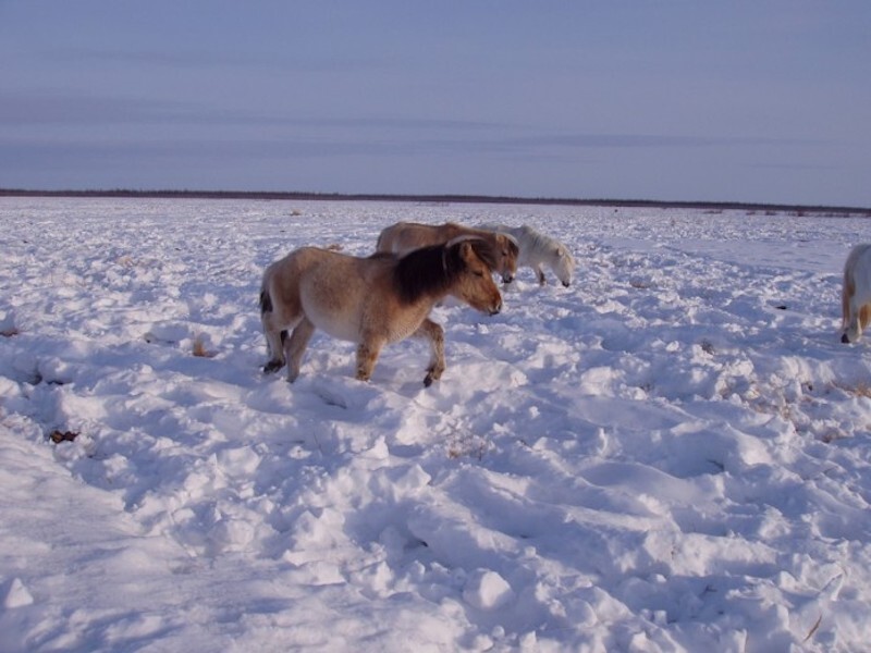 Animals in Pleistocene Park will trample down snow, keeping the soil cold and slowing the thawing permafrost