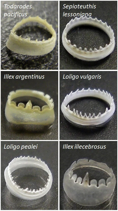 Examples of the squid sucker ring teeth that were studied