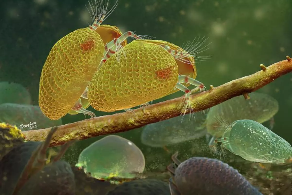 An artist's render of a mating pair of ancient ostracods