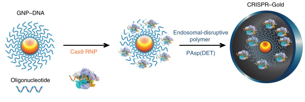 How the new CRISPR-Gold technique works