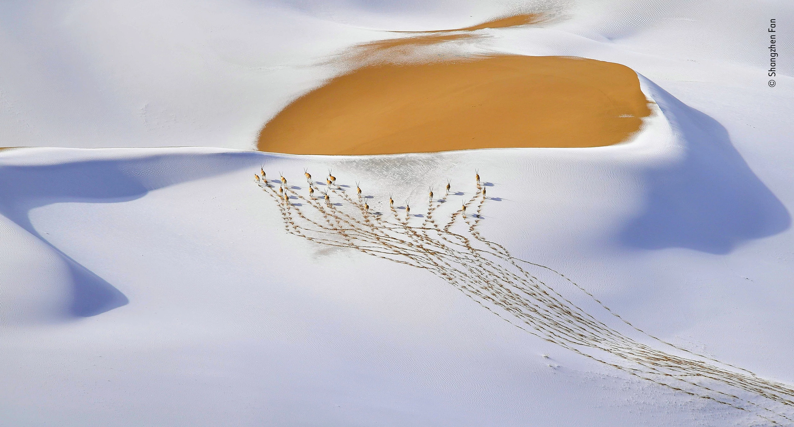 Winner - Animals in Their Environment. A small herd of male chiru leaves a trail of footprints on a snow-veiled slope in the Kumukuli Desert of China’s Altun Shan National Nature Reserve