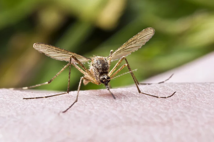 Foul-smelling, toxic mosquito repellent could soon become a thing of the past (Photo: Shutterstock)