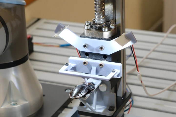 An anesthetized cockroach in the assembly line apparatus awaits its electronic backpack