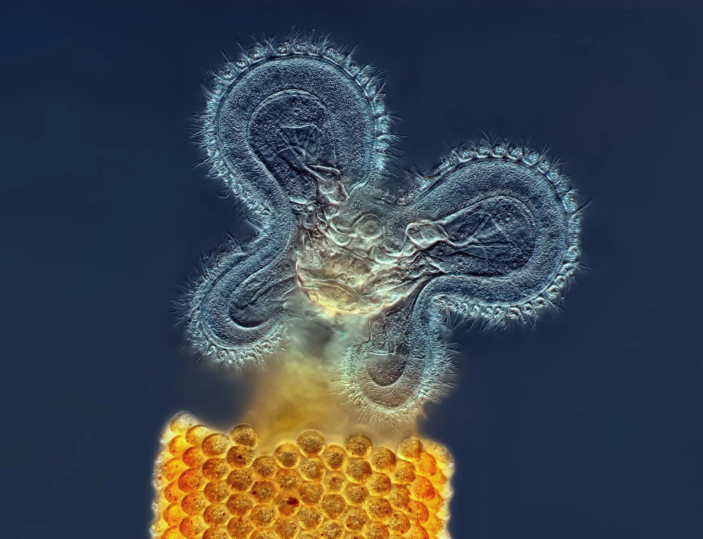 Image of Distinction: Floscularia rotifer feeding