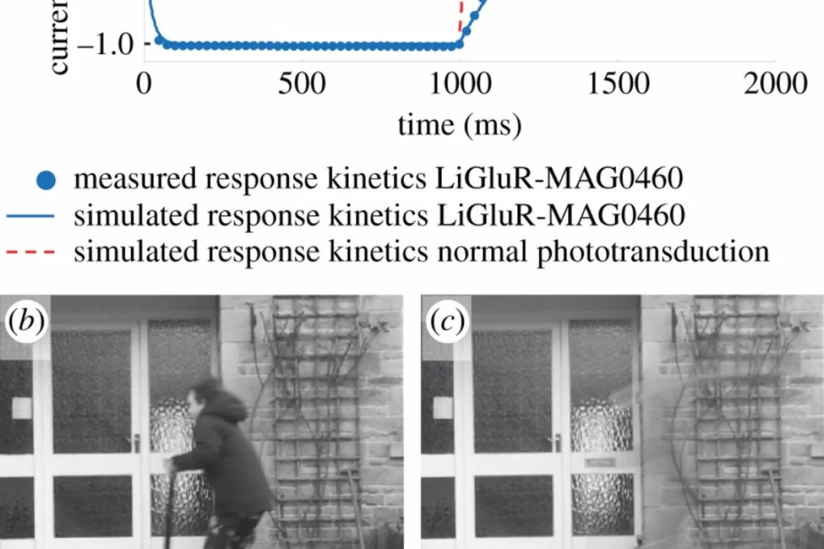 Fast-moving objects may appear invisible to people with bionic vision
