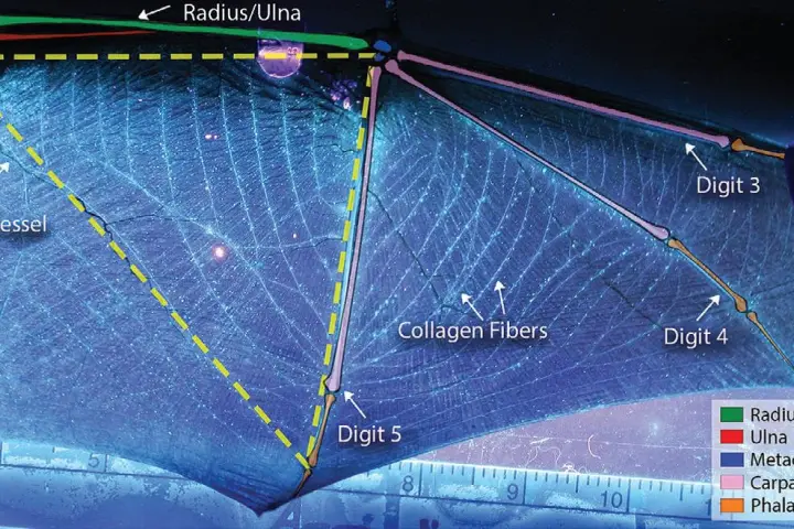 A bat wing, with the white collagen-elastin bundles clearly visible