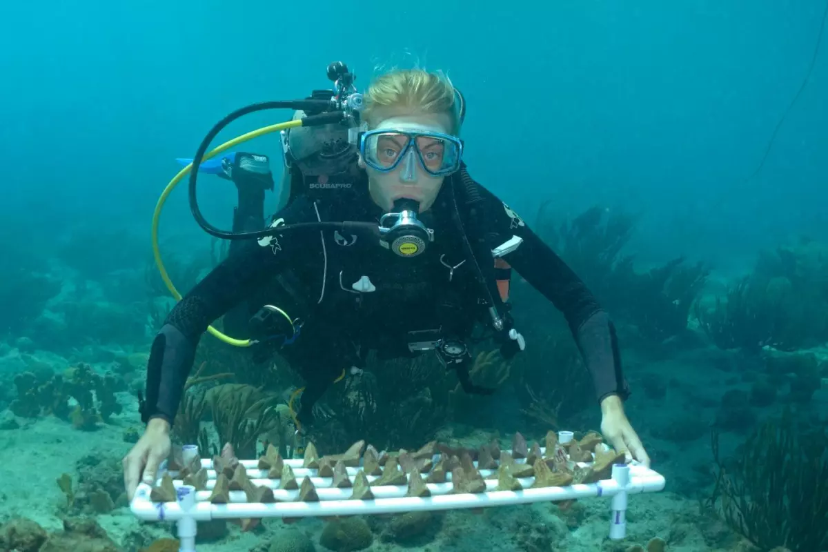A diver with a batch of the seeding units