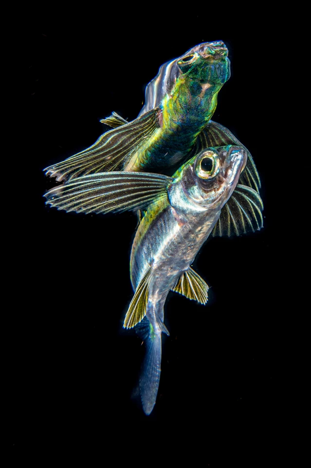 Grand Prize Winner. A flying fish shot from underwater. Anilao, Philippines