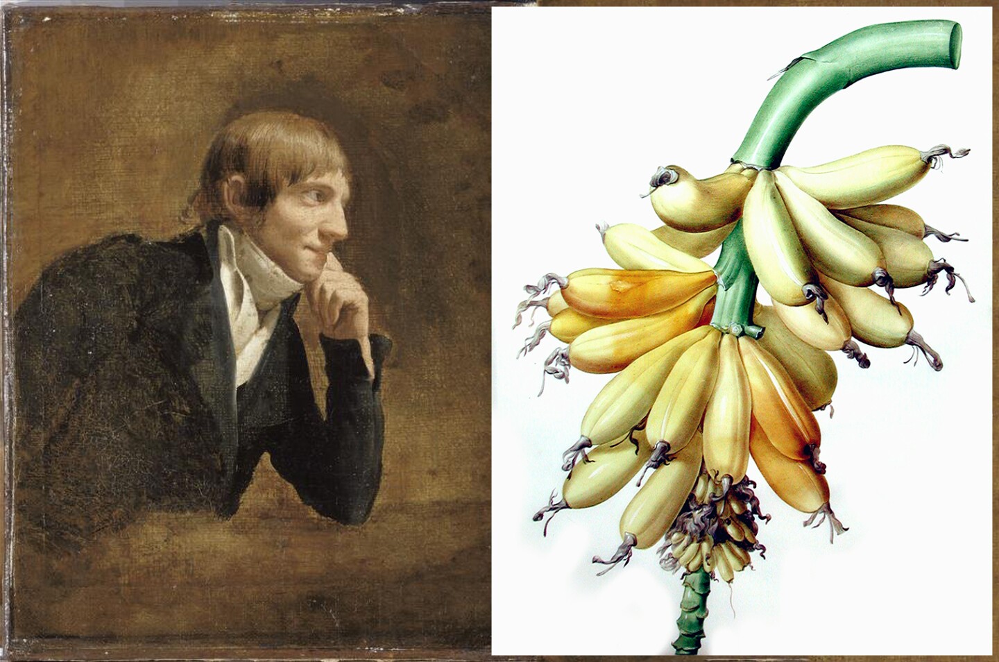 $362,500 | Banana (Musa Paradisiaca) by Pierre-Joseph Redoute | Auction House: Arader Galleries | Sale price: US$362,500 | Official Estimate: US$300,000 to $400,000 | Date of sale: September 29, 2018