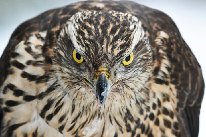 Analysis of the way a goshawk flies through cluttered forests has revealed a critical safe speed that suggests a roadmap for next-generation UAV research (Photo: Ben Fredericson)