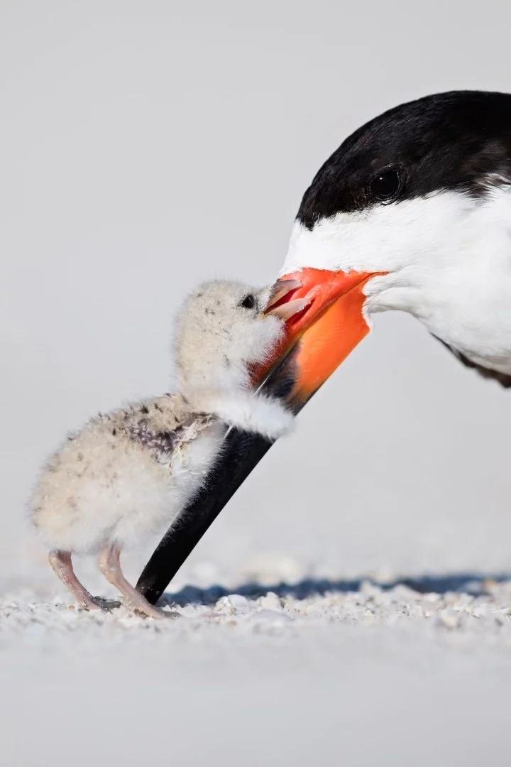 A finalist in the Natural World category showing a black skimmer bird and its baby