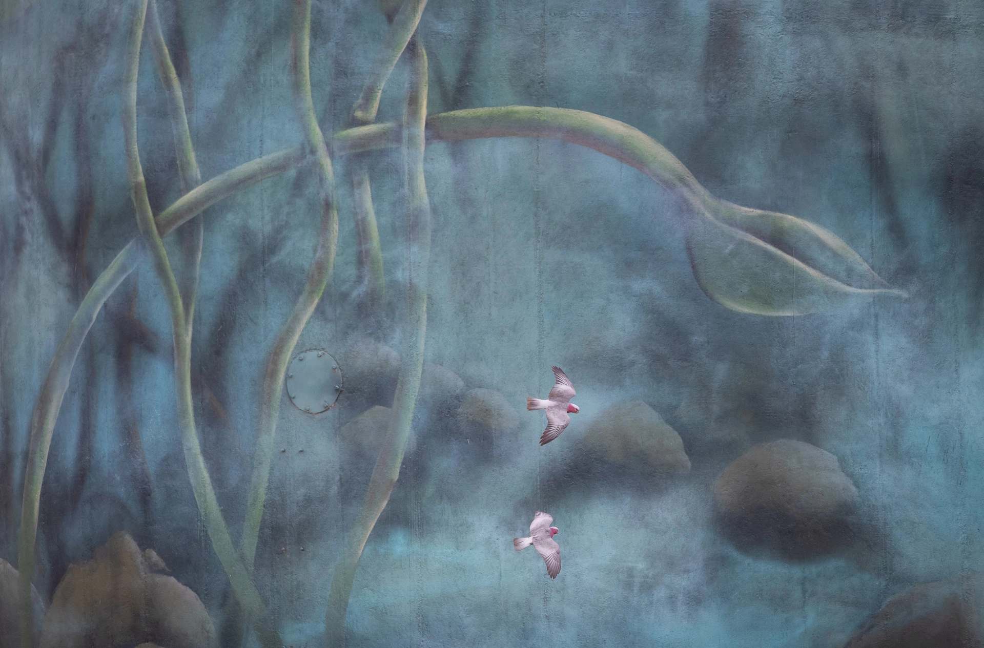 Gold - Birds in Flight. Galah, Eolophus roseicapilla. Yelarbon, Queensland, Australia