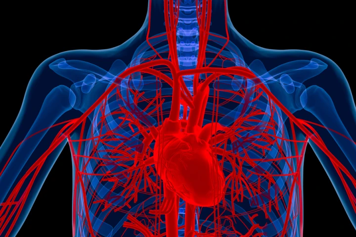 University of Texas at Austin researchers have developed a method that may speed up the body's ability to grow new blood vessels (Image: Shutterstock)