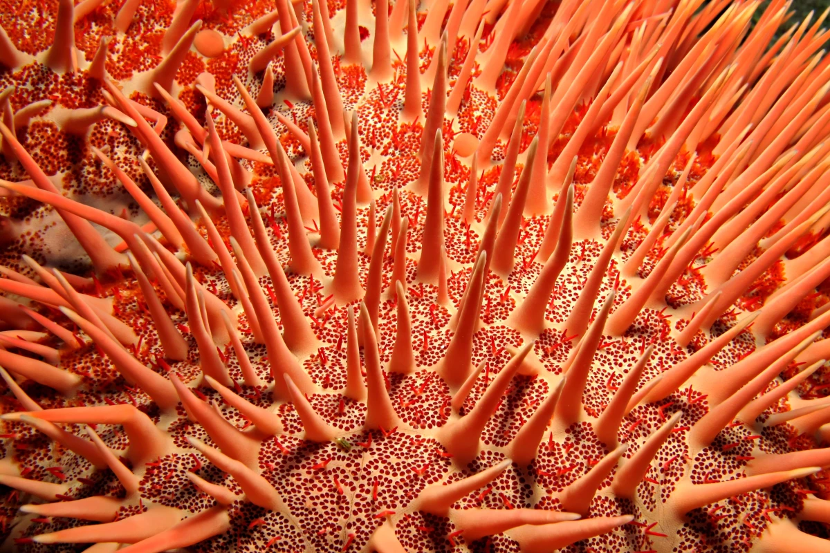 The secret language of sea stars has been uncovered for the first time