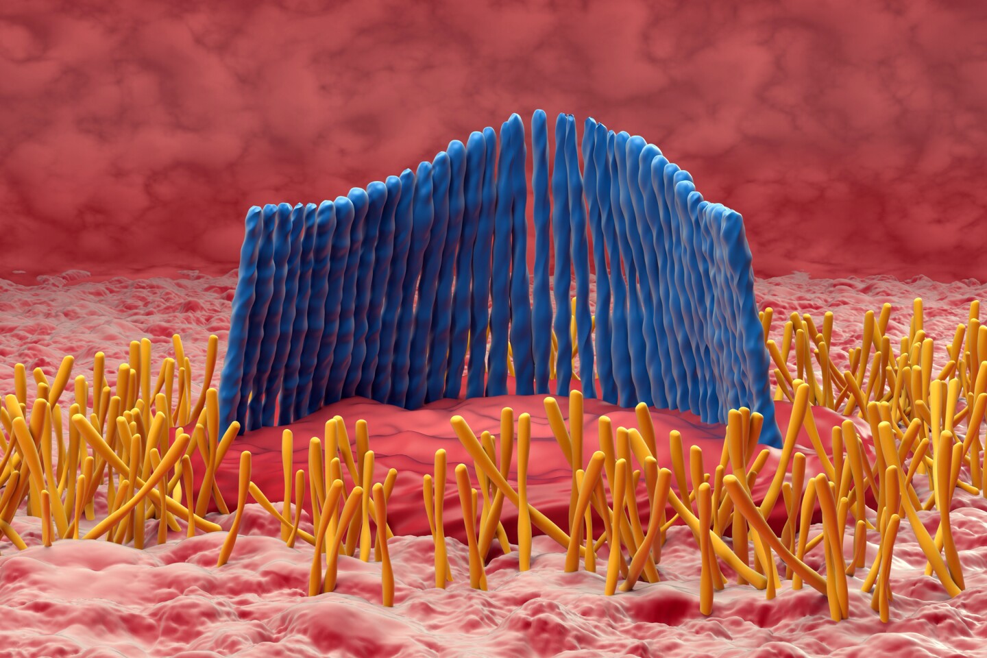 A hair cell in the inner ear