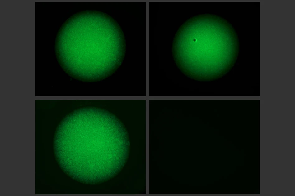 Left column: the researchers' CRISPR gel when not exposed to the trigger DNA sequence. Right: the gel degrades entirely after two hours of exposure to the trigger