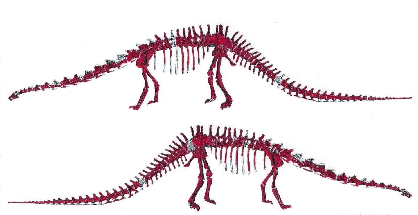 The above image shows the original bones of "skinny", the Diplodocus skeleton to go to auction, marked in red