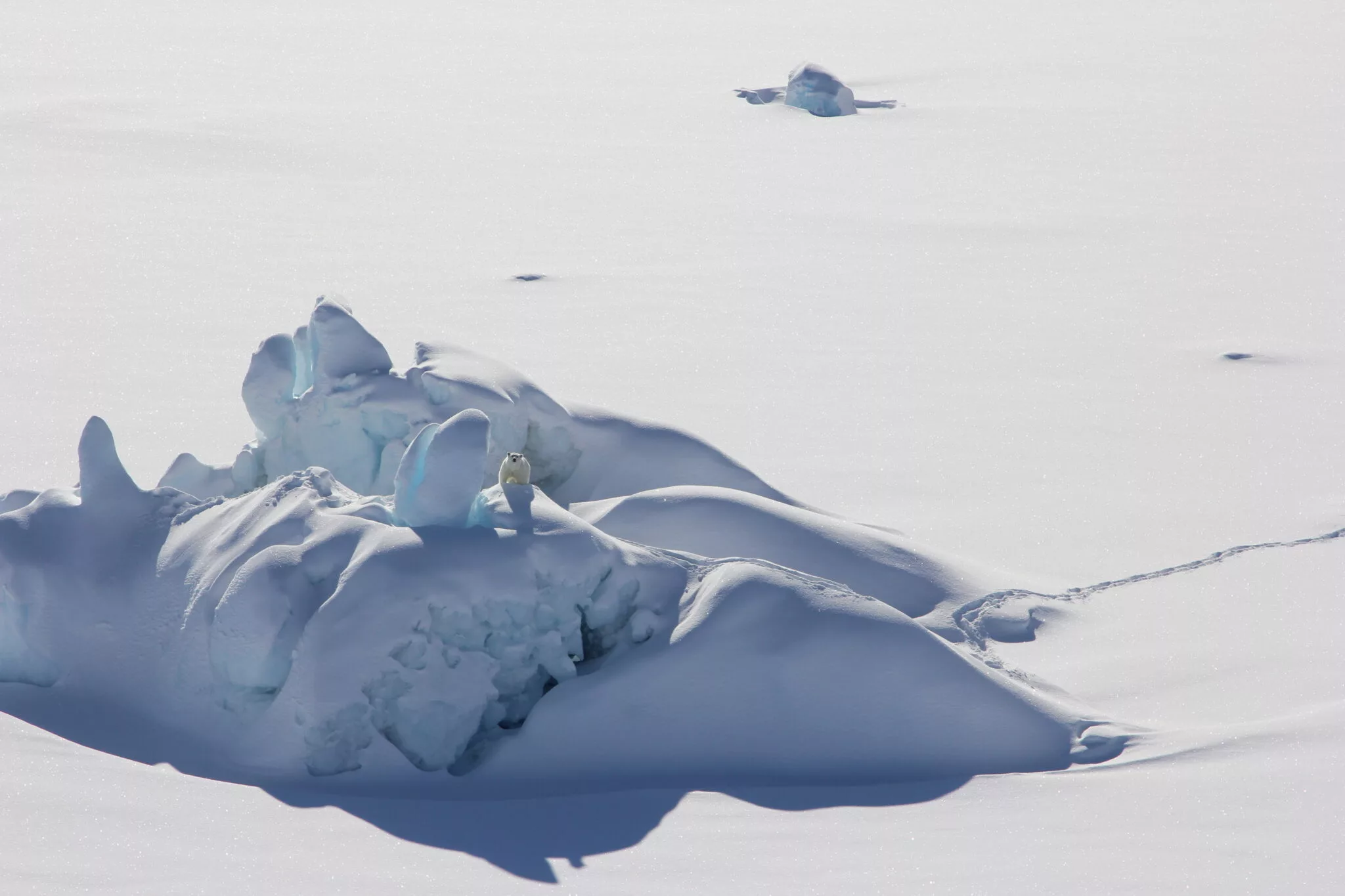 A polar bear sits atop an iceberg in southern Greenland