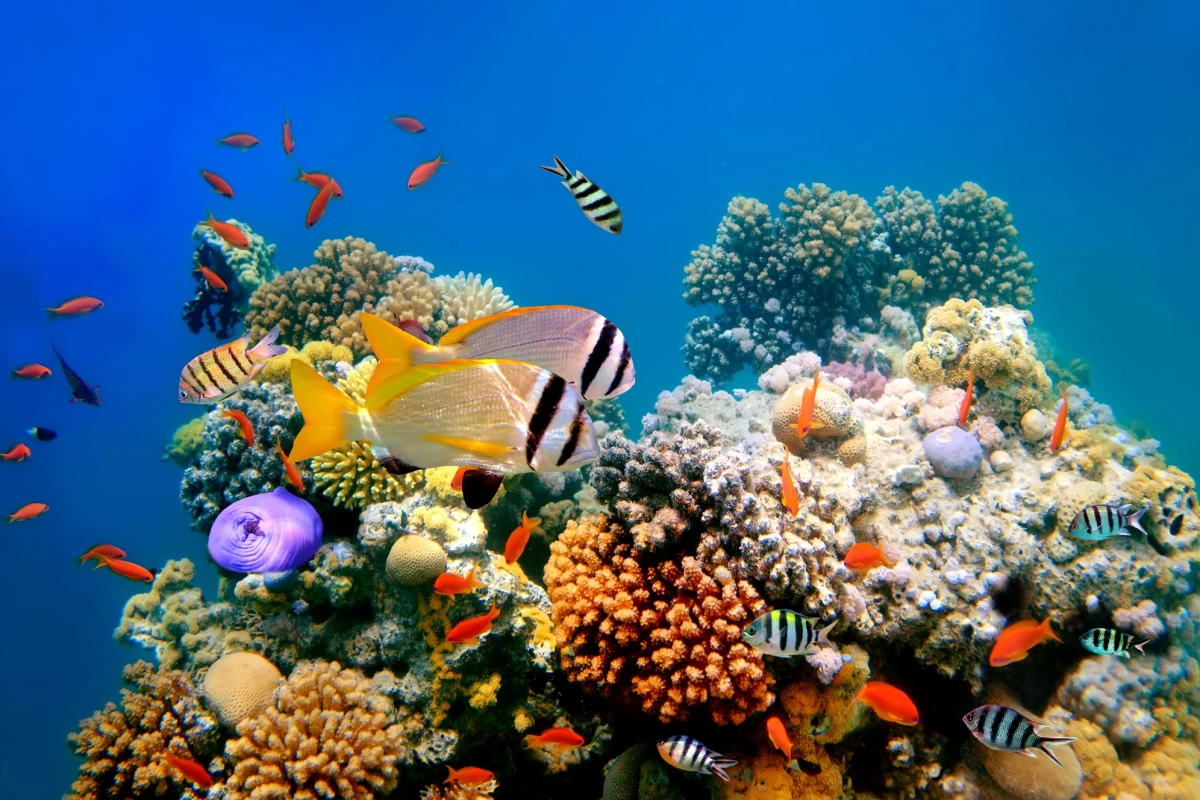 The SNAP-X gel could help attract free-swimming planktonic coral larvae to decimated reefs, ultimately restoring those reefs to a healthy state