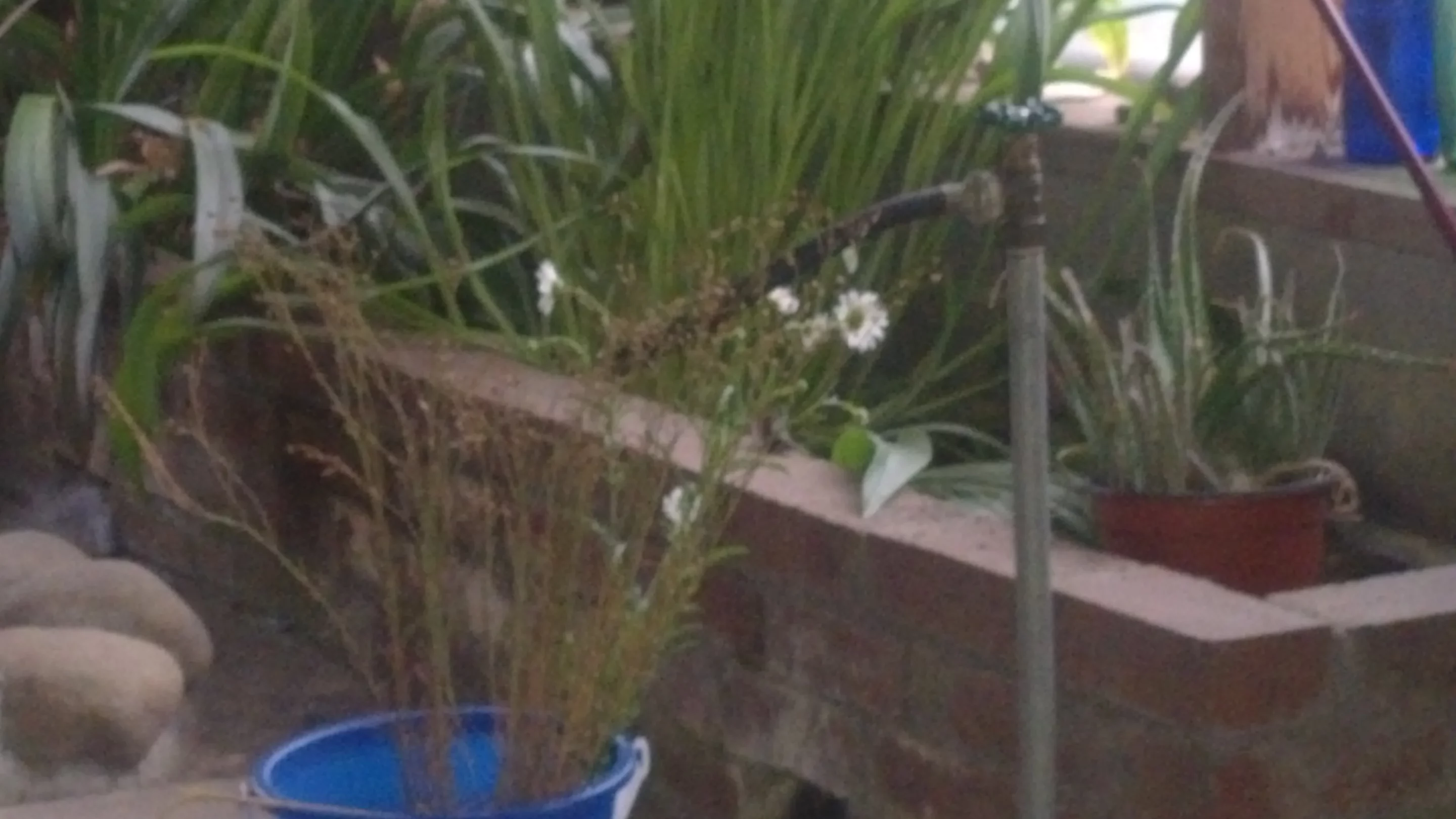 It was difficult to take decent photos in anything but ideal conditions with the Ascend P1