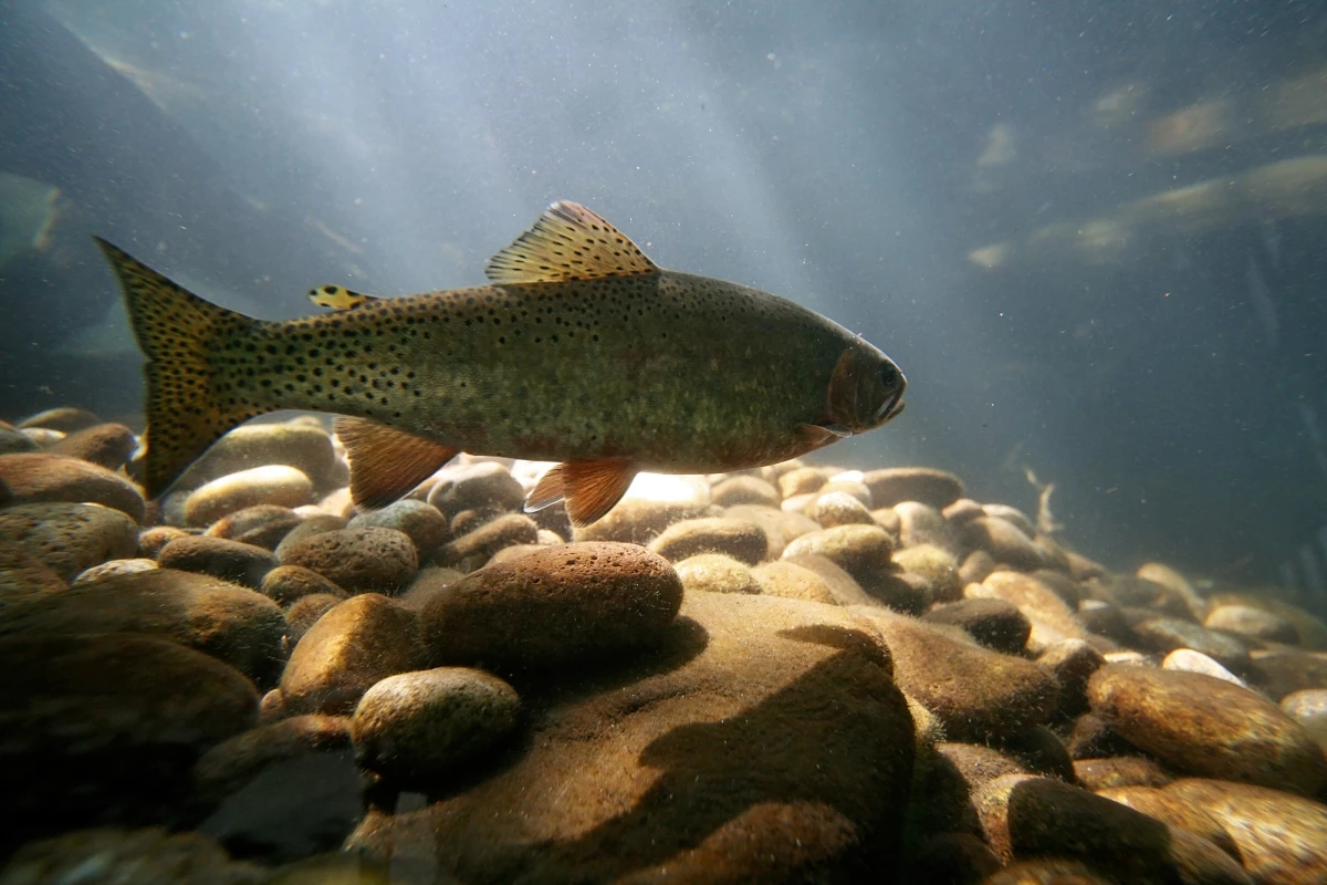 In experiments where trout were subjected to concentrations of methamphetamine found in freshwater rivers, the fish developed a dependence on the drug
