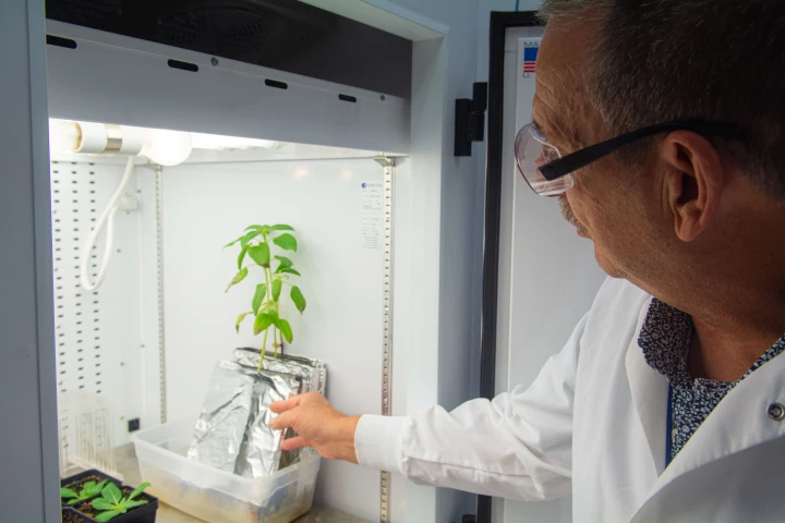 Lead scientist Prof. Richard Ferrieri examines one of the plants used in the study