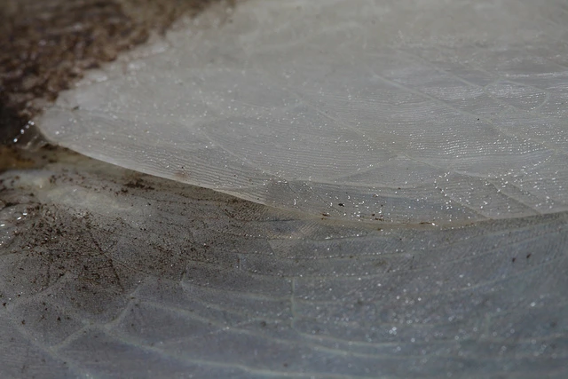 The corrugated surface keeps the scales' thick mineralized surface intact while the fish flexes as it swims