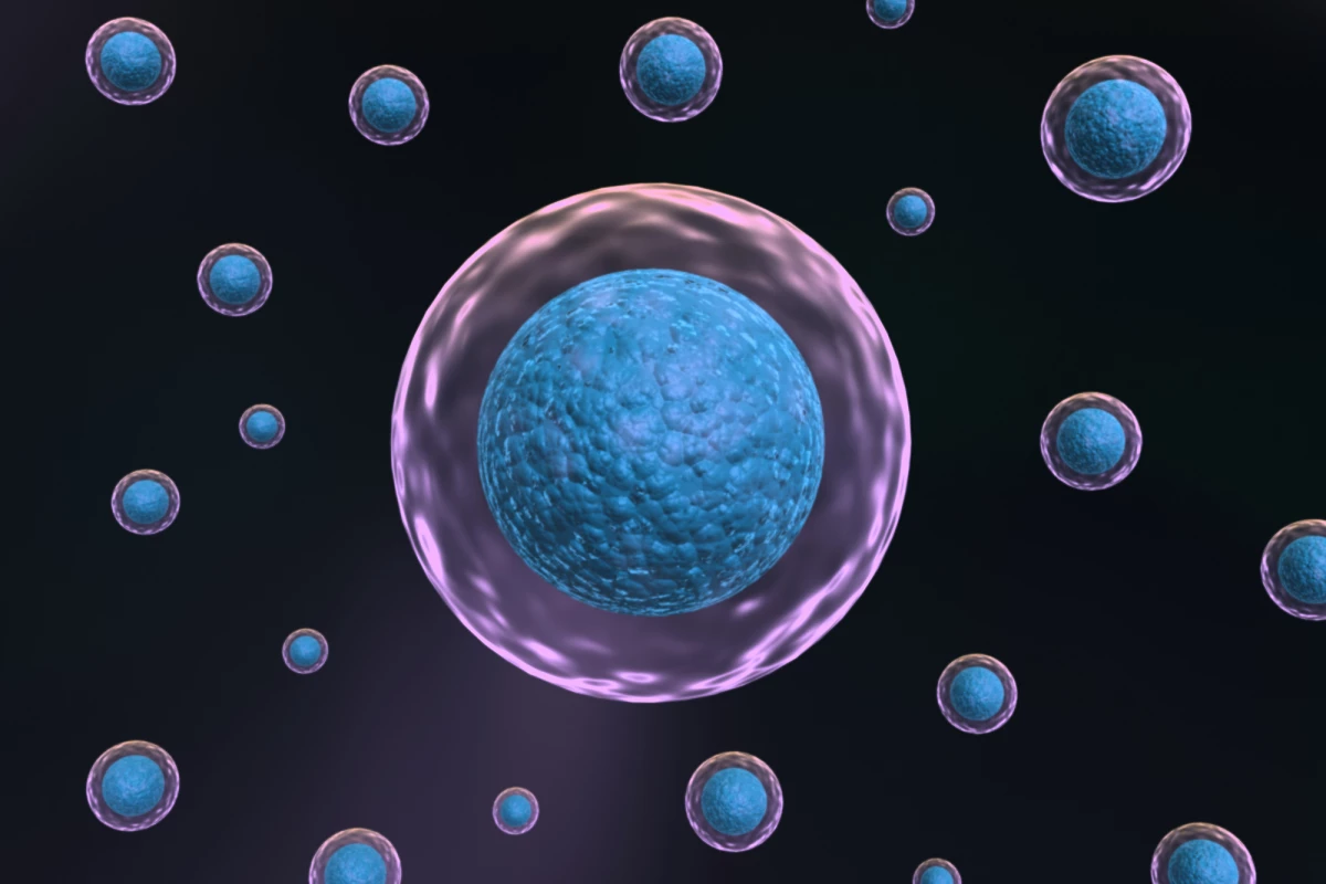 Scientists have shown that a promising anti-aging therapy is a safe and effective way to restore cells to a youthful state in mice