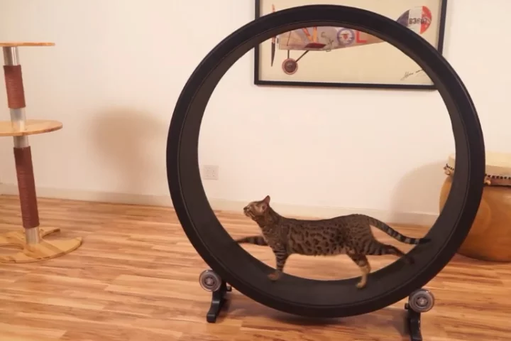 One Fast Cat is an exercise wheel for your feline friends