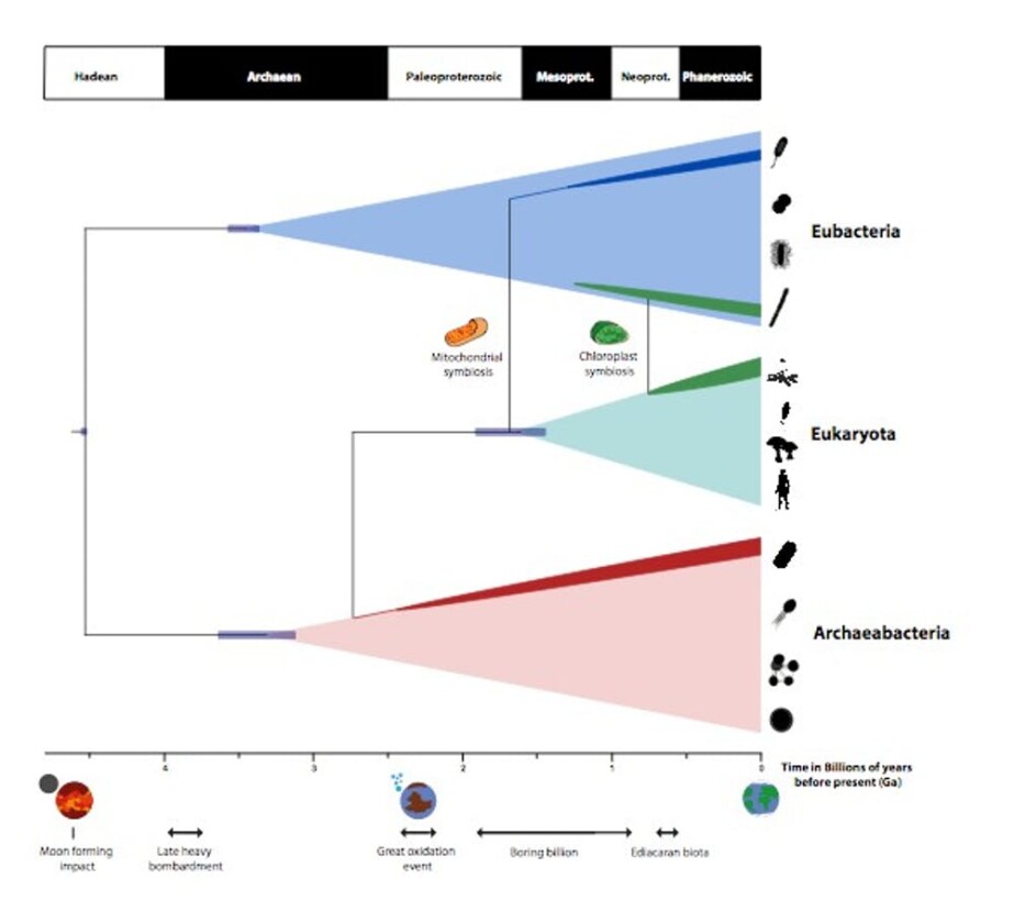 The timeline created by the new study