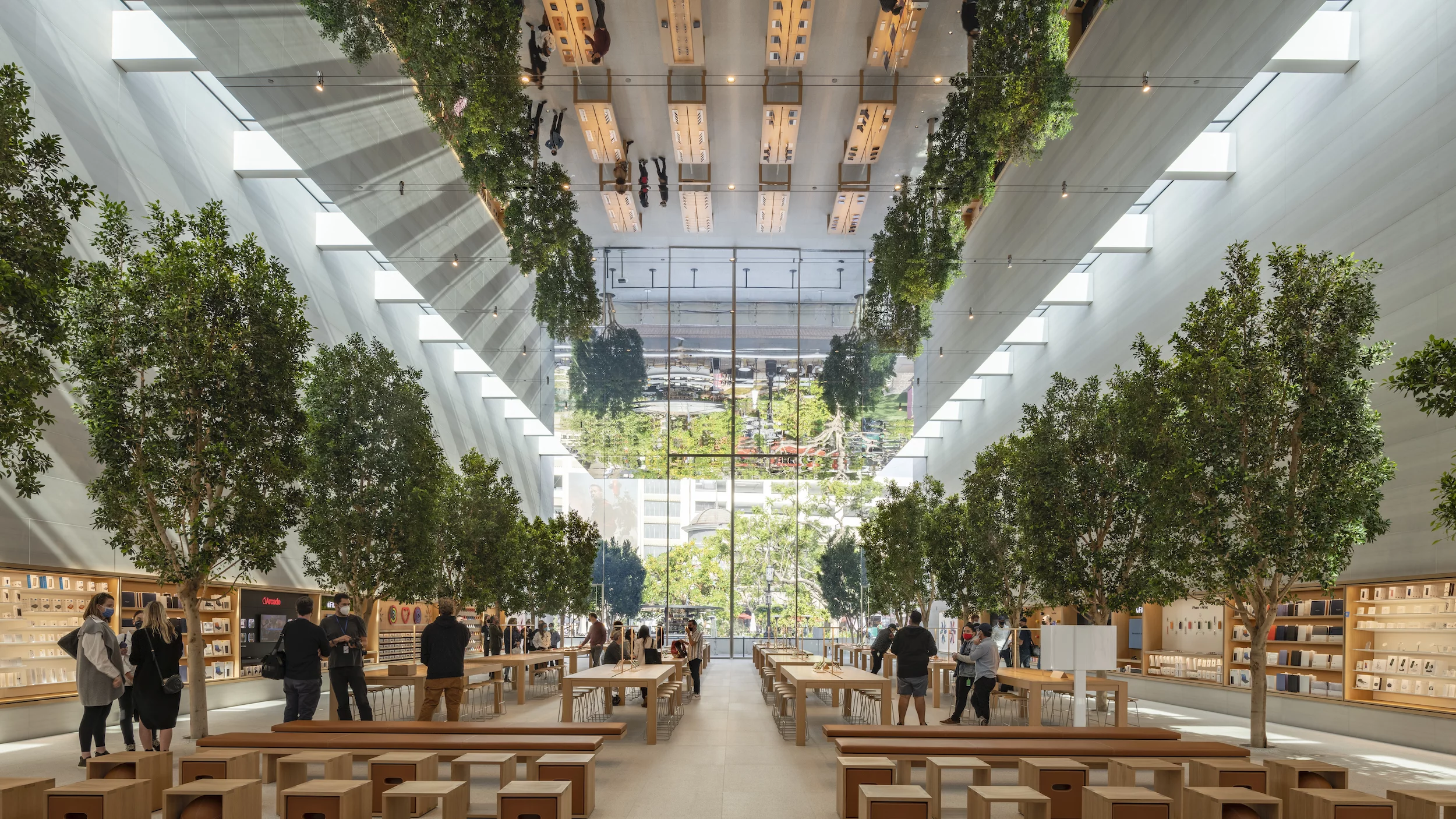 Apple The Grove features Ficus trees inside