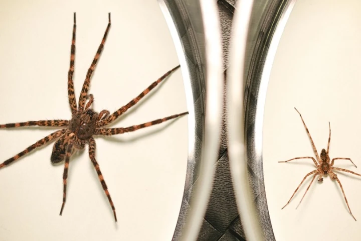 Dark fishing spiders (female on the left, male on the right) get their name from the fact that they often live near water and hunt for insects and small fish by walking on the water