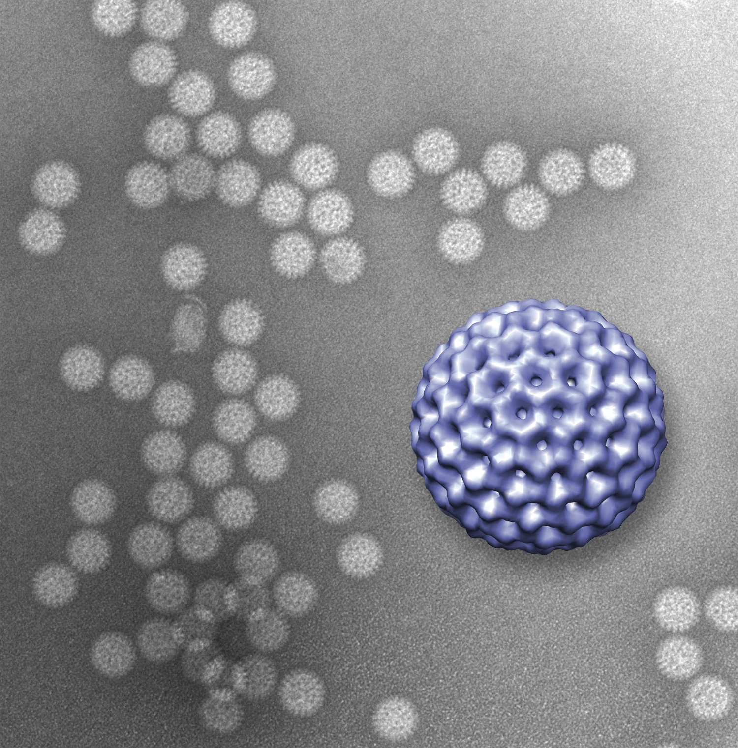 A 3D image of a rotavirus, constructed from data gathered using the new technique
