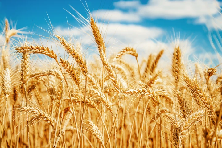 The massive achievement should accelerate research into the breeding of more resilient and higher yielding wheat crops