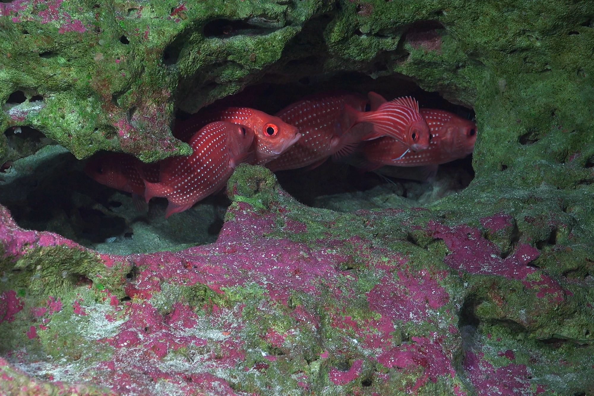 Beryx fish seen on the summit of seamount Pukao