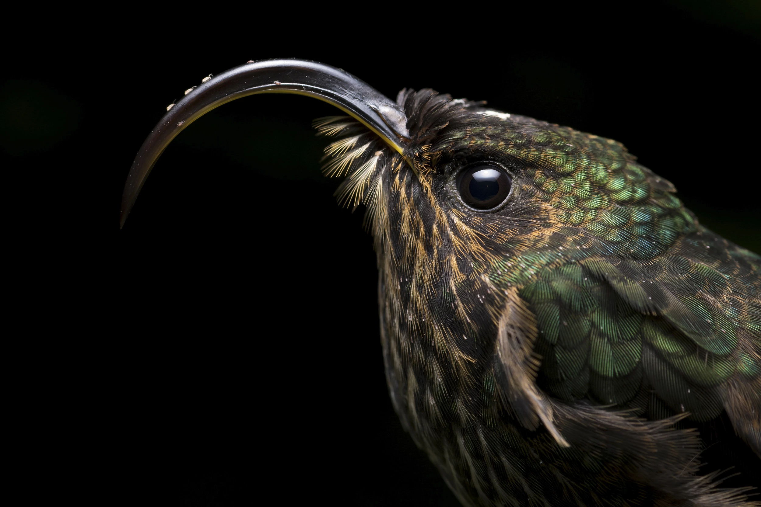 Honorable Mention, Wildlife. A White-Tipped Sicklebill stand completely still as hummingbirds lower their metabolism during night time to avoid starvation.