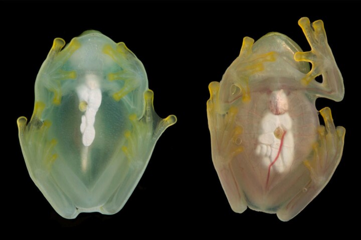 A glassfrog photographed during sleep (left) and when awake (right), showing how the red blood cells are hidden while it's sleeping