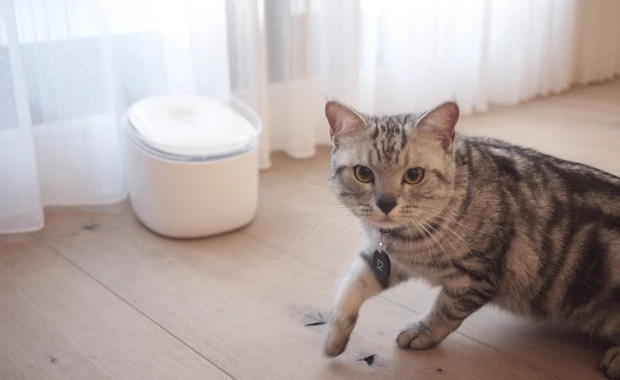 It wouldn't be a cat drinking fountain without some cats