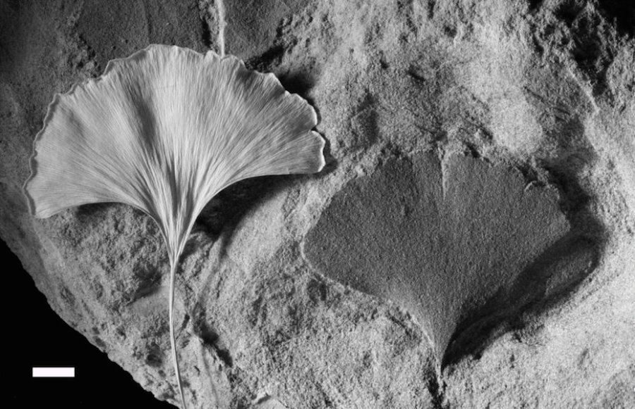 Researchers have used plant fossils, such as this Ginkgo leaf, to determine ancient CO2 concentrations and plot out a record spanning back over 420 million years