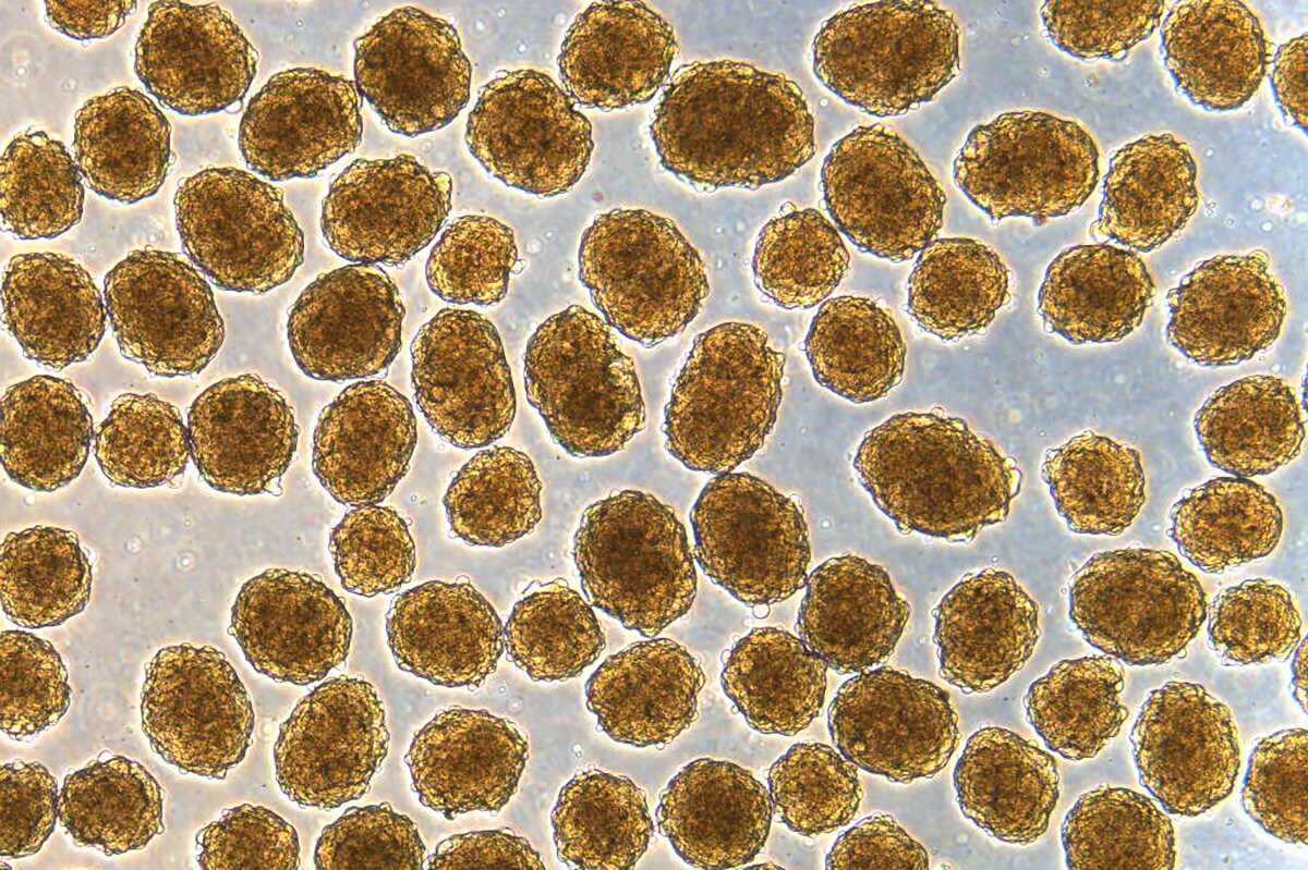 Clusters of insulin-producing beta cells, which were produced from stem cells and used to functionally cure mice of diabetes