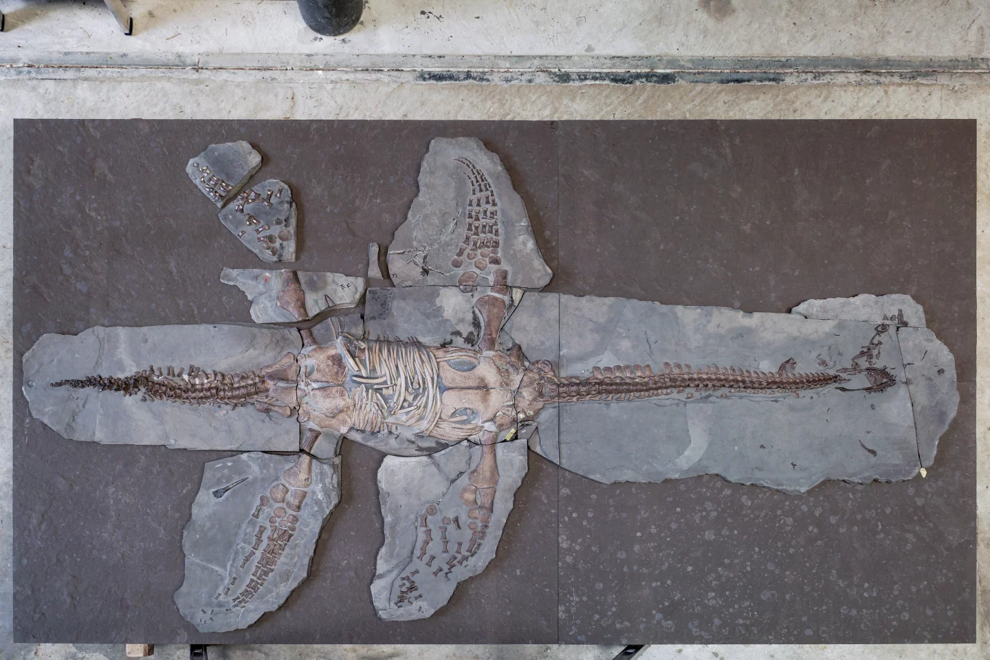 The skeleton is about 3 meters long (9.8 ft), and is one of only eight known plesiosaur fossils that includes soft tissue